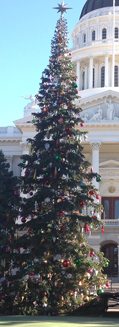 2019 Capitol Christmas Tree