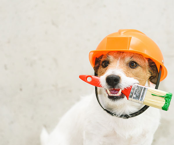 Coming Soon - Dog wearing construction hat with a paintbrush in mouth