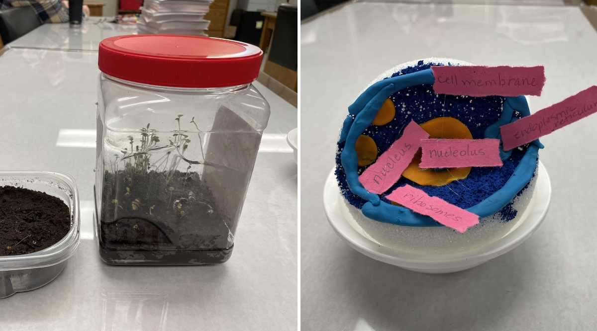 Terrarium and cell model created by Noah as part of his high school diploma classes.